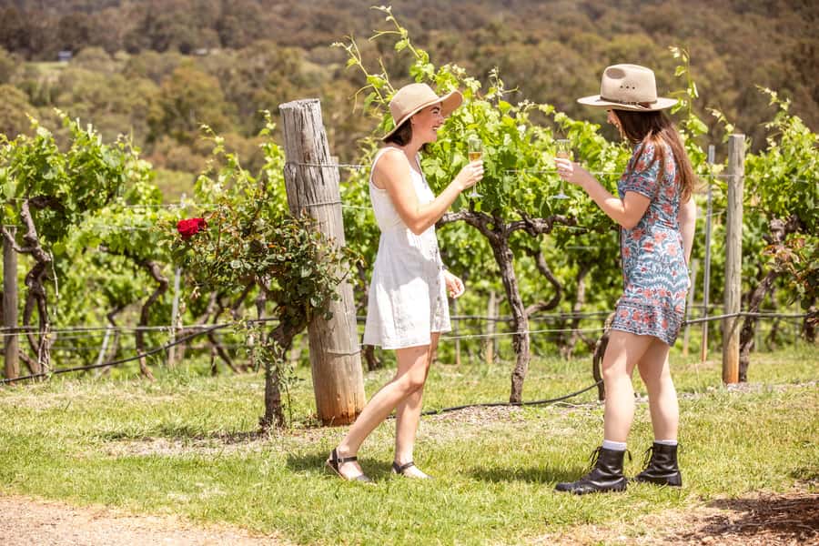 Pokolbin: Picnic & Wine Tasting at Audrey Wilkinson Vineyard - Finding your own view among the vines