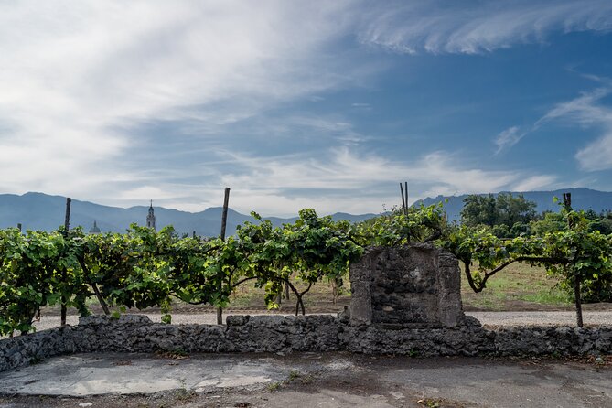Pompeii Vineyard Escape: Private Wine Tasting & Lunch - Dietary Requests and Family Suitability