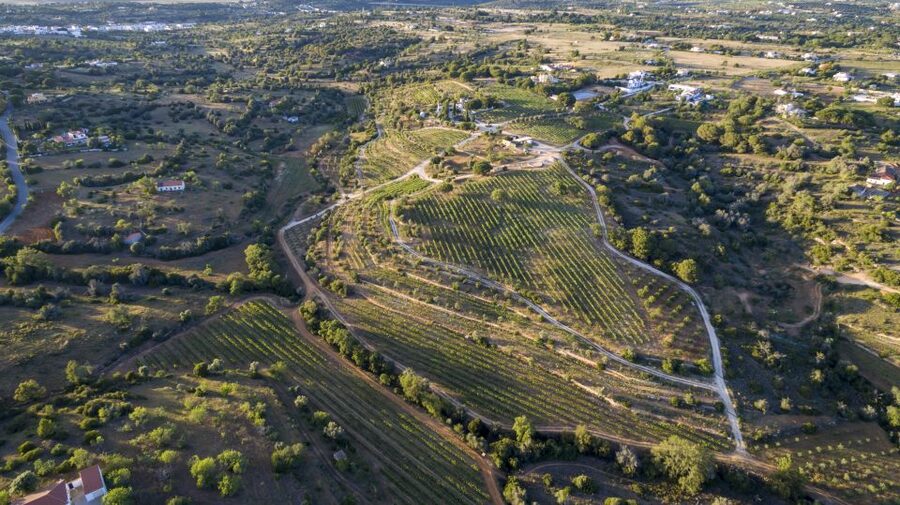 Porches: Algarve Vineyard Tour and Wine Tasting Experience - Key points to know before you go