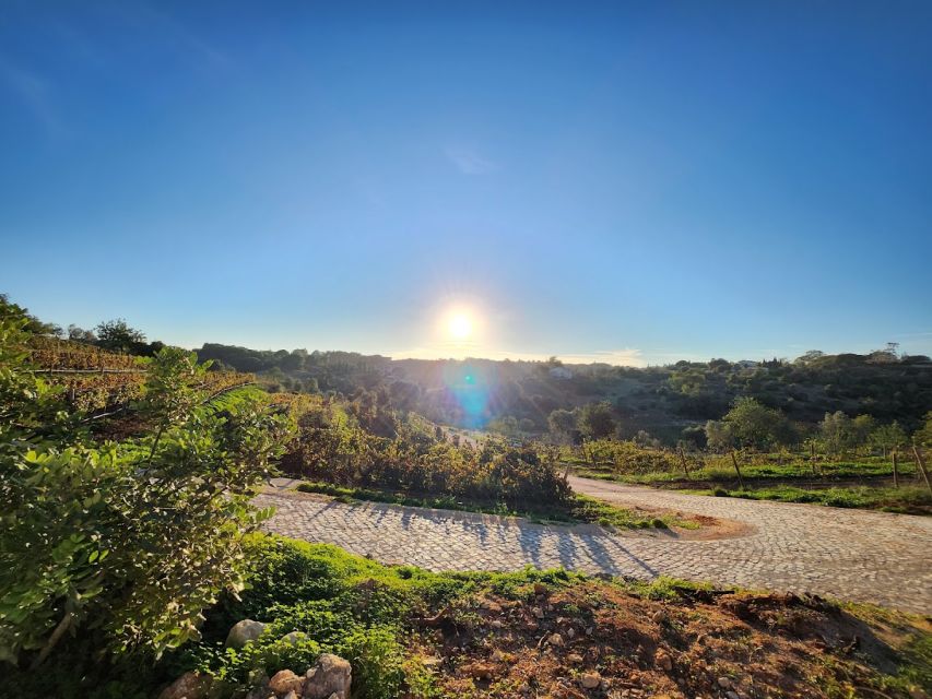 Porches: Algarve Vineyard Tour and Wine Tasting Experience - A family story before the first pour