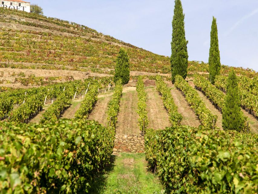 Porto: 3 Wine Regions & Farm Lunch with Views Small-Group - The drive from Trindade to the Douro Valley