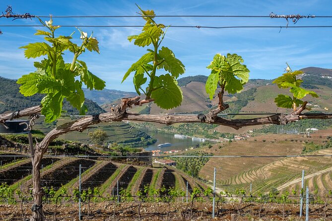 Porto: Douro Valley, 2 Wine Regions, Sommelier, Boat Trip & Lunch - What the $135.16 price really covers