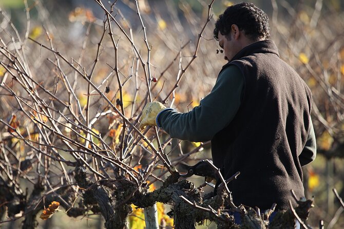 Private Champagne Day Trip - Two Vineyards of Reims & Lunch - What private really means here