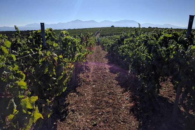 Private Cretan Gastronomic experience Winery visit with Tastings & Cooking Class - Cooking a four-course Cretan meal