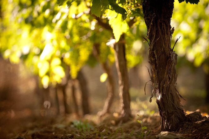 Private Cretan Gastronomic experience Winery visit with Tastings & Cooking Class - Timing, comfort, and group size
