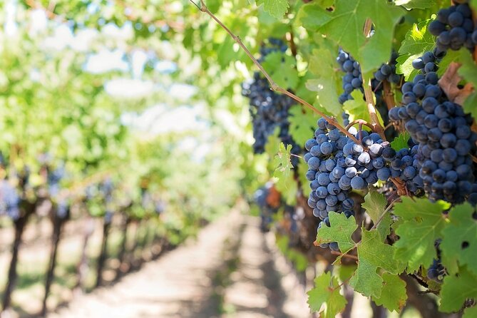 Private Day Trip to Kakheti Wine Region Including Wine Tasting - Bodbe Monastery adds a quieter cultural stop