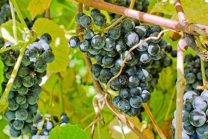 Private Day Trip to Missouri Wine Country - Noboleis Vineyards and Missouri grape varieties