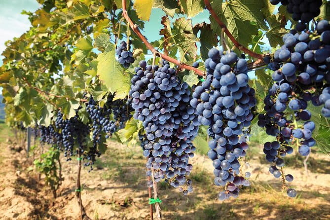 Private daytrip to Siena & Chianti wine country, with wine tasting from Florence - Greve in Chianti and the first taste of Tuscany