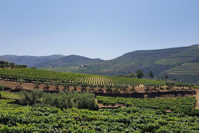Private Douro Valley visit to three vineyards with Lunch from Porto - Pinhão views and the climb toward lunch