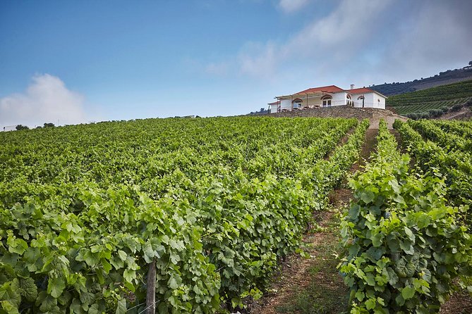 Private Douro Valley visit to three vineyards with Lunch from Porto - Stop three in Sabrosa: four courses and a cellar finale