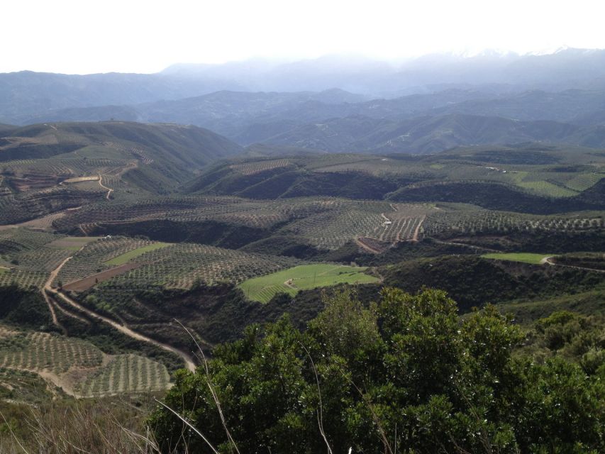 Private Exclusive Manousakis Winery and Vineyard Tour - Why this tour is different from a simple winery visit