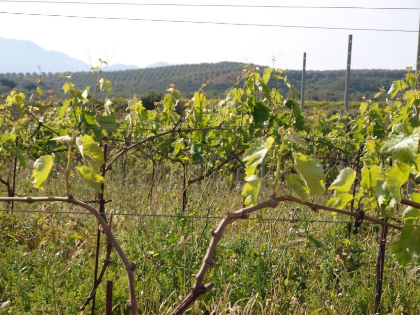 Private Exclusive Manousakis Winery and Vineyard Tour - Reaching Manousakis Winery for lunch and wine