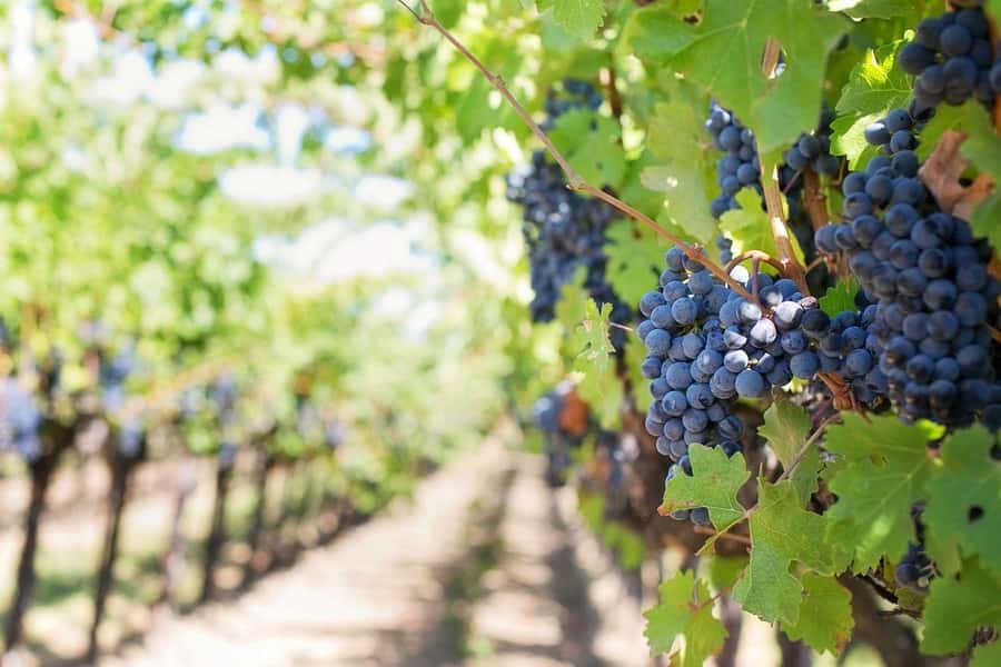 Private Full-Day Winelands Tour in Stellenbosch - Stellenbosch: historic streets, Pinotage, and two estates