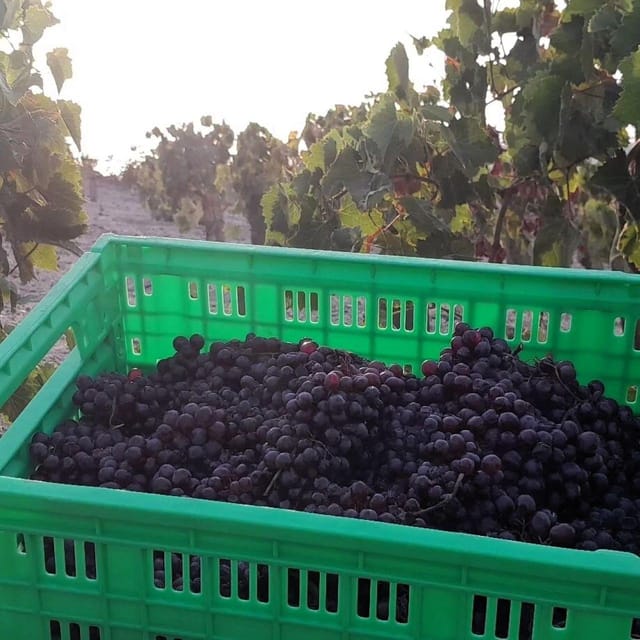 Private organic vineyard visit with liqueur tasting - Should you book the black raisin farm visit?