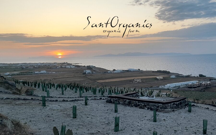 Private organic vineyard visit with liqueur tasting - Inside the traditional Santorini cave