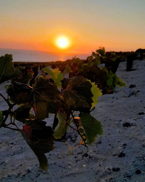 Private organic vineyard visit with liqueur tasting - Who will enjoy this experience most