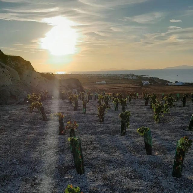 Private organic vineyard visit with liqueur tasting - Practical value at $22.58 per person