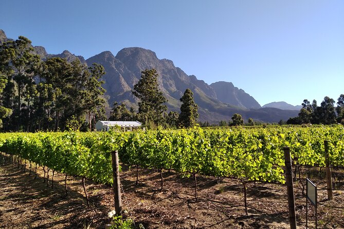 Private Package to Finest Vineyards - Stellenbosch pickup - Dornier Wine Estate: a flexible lunch stop