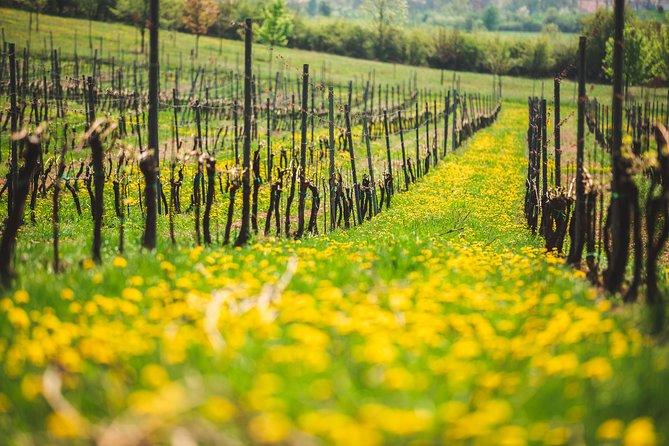 Private PICNIC in Bohemian Vineyards and Wine Tasting 4WD Tour - Johann W Winery in Třebívlice