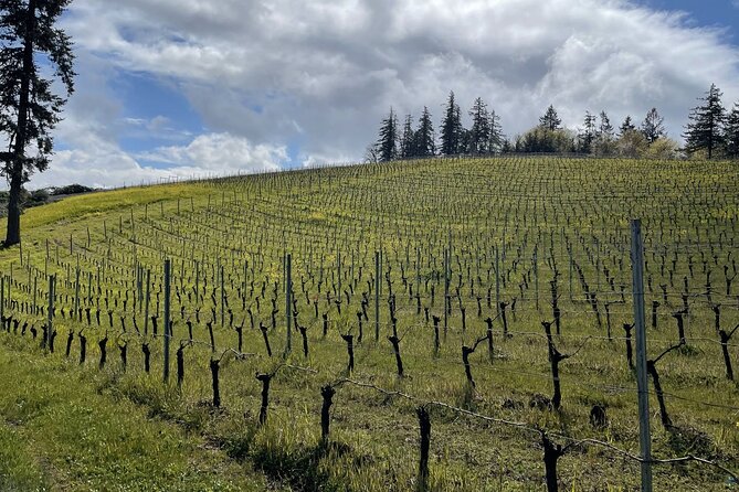 Private Sommelier-led Sonoma or Napa Wine Country Tour in VW Van - Five things to know before booking
