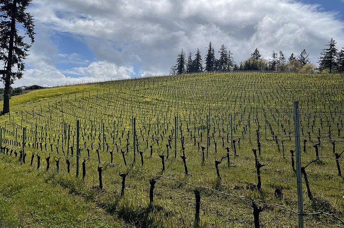 Private Sommelier-led Sonoma or Napa Wine Country Tour in VW Van - Napa Valley with a sommelier’s filter