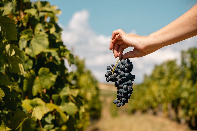 Private Tasting Expedition Along Romania’s Most Famous Wine Route - A private group changes the feel