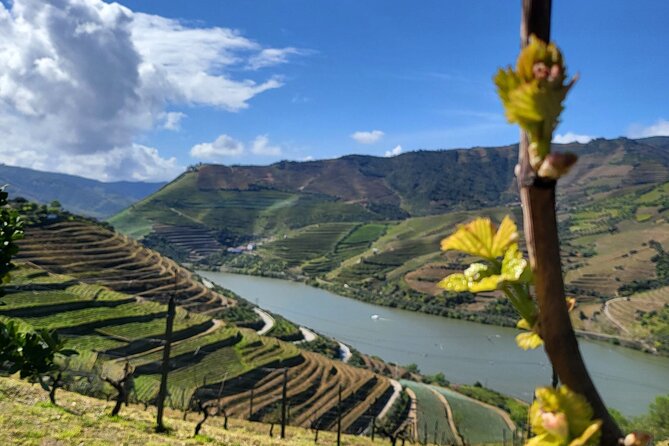 Private Taxi Tour in the Douro with a Visit to 2 Family Vineyards - Along the N222 beside the Douro