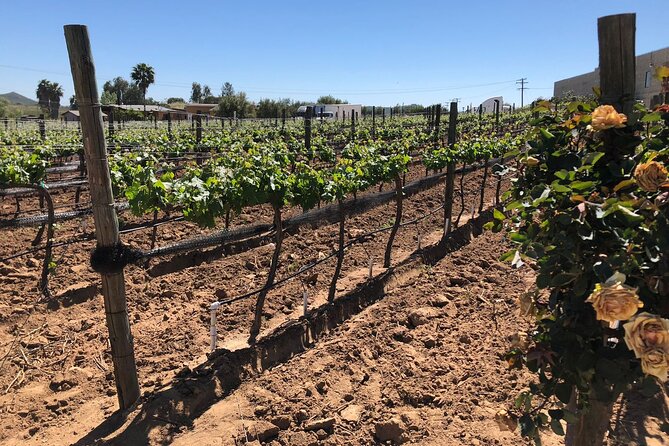 Private Tour in Guadalupe Valley, Vine Yards & Wine Route ENS MX - What is included, and what you still pay for