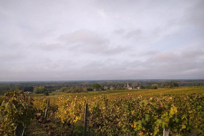 Private tour in the Sauternes wine region - discover Bordeaux sweet Crus Classés - How the tasting works for a beginner