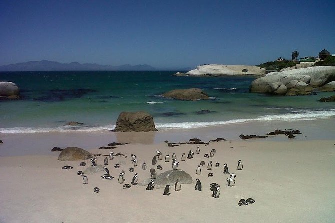 Private Tour with Wine Expert to Cape of Good Hope & Constantia Wine Region - Cape of Good Hope: three hours for the peninsula’s main event