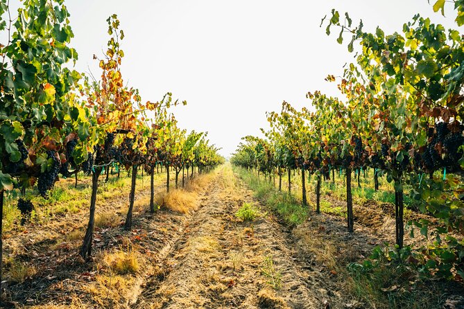 Private Trip to the Vineyards of Ginosa with tasting from Matera - Key points to know before you book