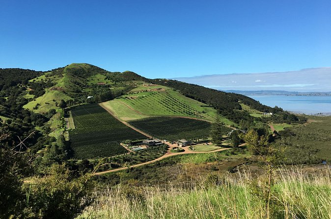 Private Vineyard Bush Walk Tour in Waiheke Island - Headland views across the Hauraki Gulf