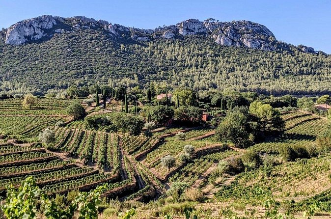 Private Vineyard Tour and Wine Tasting in Bandol - At Domaine de l’Olivette, from grape to bottle