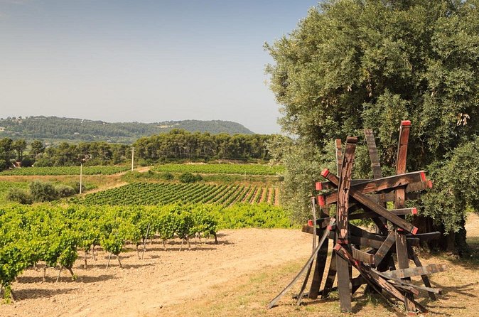 Private Vineyard Tour and Wine Tasting in Bandol - A private format with a human pace