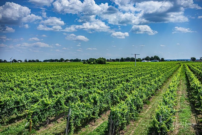 Private Wine and Chocolate Tour in Niagara Wine Region - Ending at Good Earth Vineyard and Winery Patio