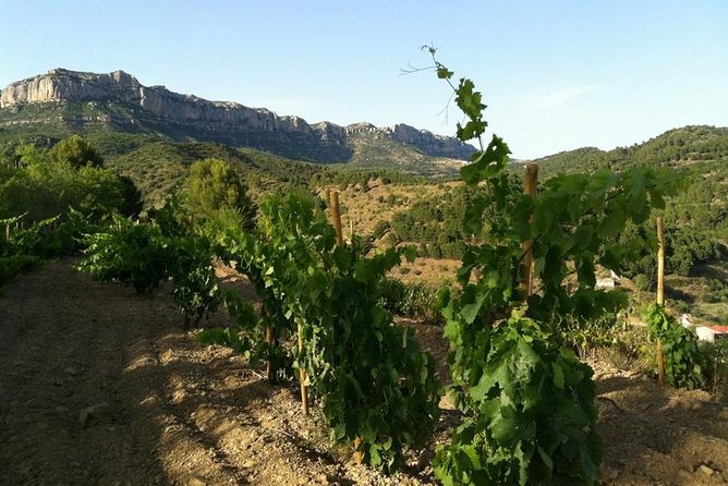 Private Wine and Oil Tour in the Priorat Wine Region - Celler Devinssi and tasting among the vines