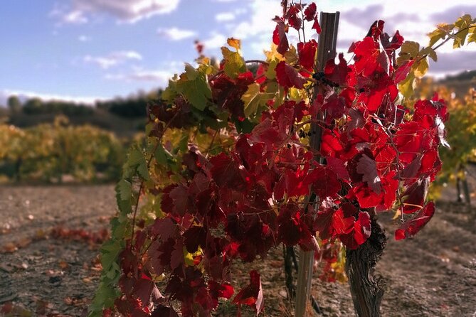 Private Wine and Oil Tour in the Priorat Wine Region - Starting at Falset-Marçà and setting the day’s pace