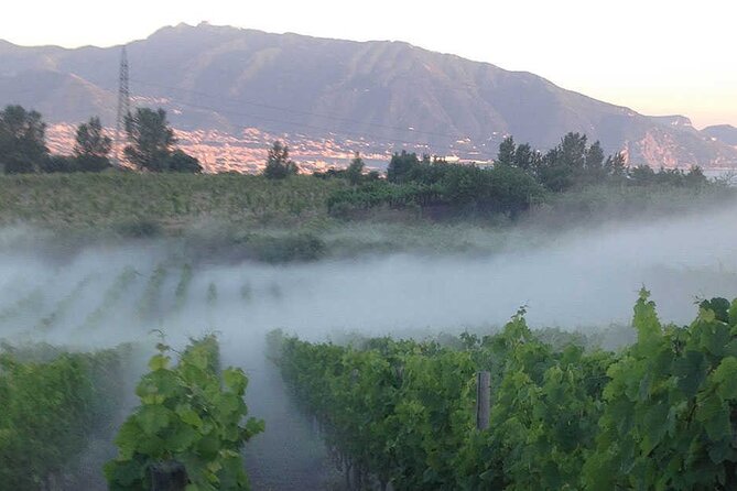 Private Wine Tour,lunch,8 wines, dedicated sommelier and trasport - The 79 AD section and volcanic soil