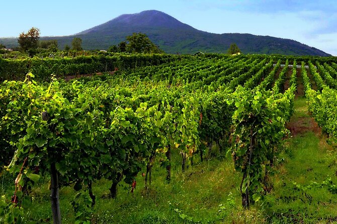 Private Wine Tour,lunch,8 wines, dedicated sommelier and trasport - What the $313.77 price includes