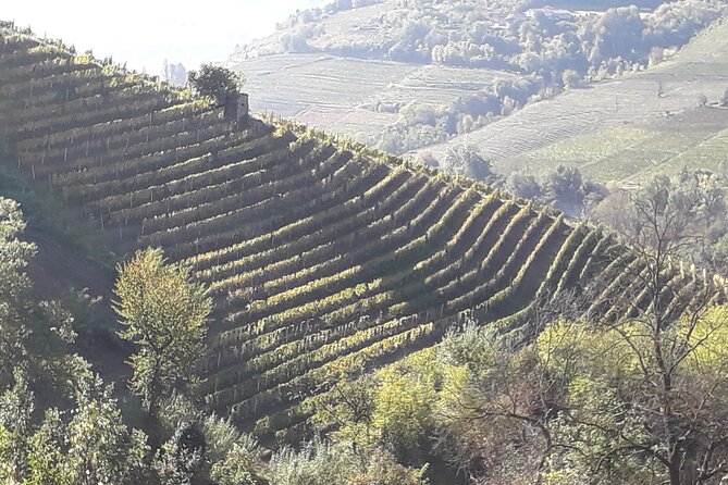 Private Winery and Vineyard Tour with Wine Tasting - Key Points Before You Book