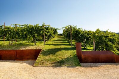 Prosecco tasting, appetizers and tour of the cellar and vineyards
