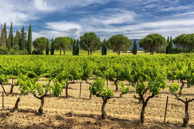 Provence Small Group Wine Full Day Tour in Chateauneuf du Pape vineyard from Aix - The first estate: start with the wine in the glass