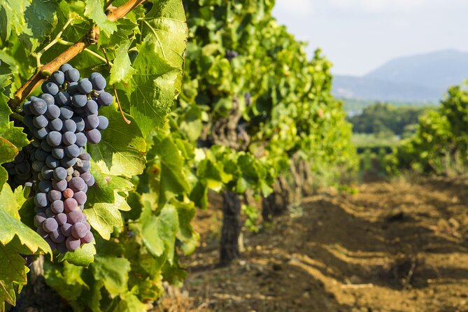 Provence Small Group Wine Full Day Tour in Chateauneuf du Pape vineyard from Aix - Why the guide can make or break the day