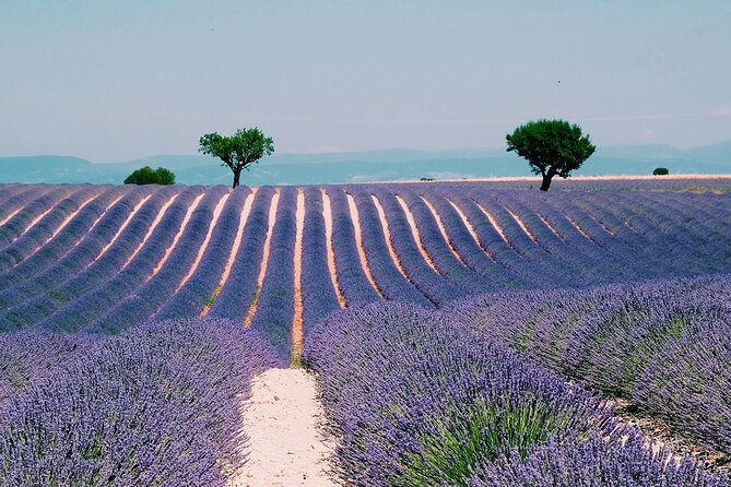 Provence, Vineyards and Lavender Fields Private Day Trip - Key points to know before booking