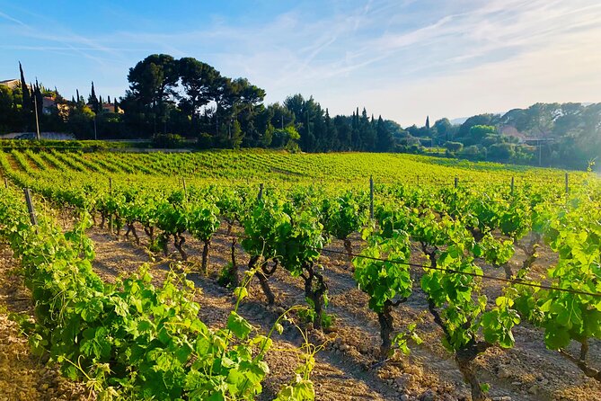 Provence, Vineyards and Lavender Fields Private Day Trip - The Verdon option and Lake Saint Croix