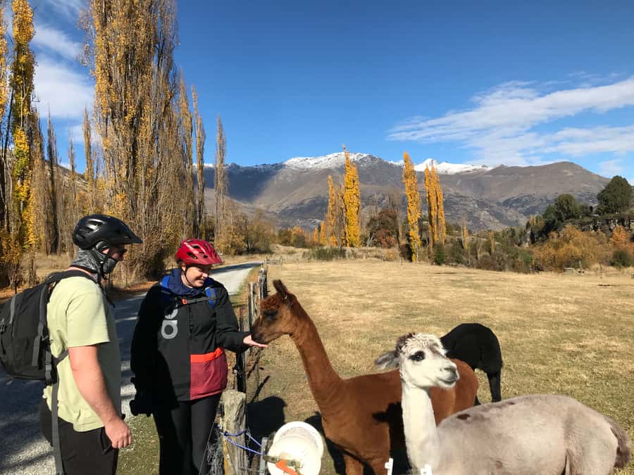 Queenstown: Guided E-Bike Tour with Winery Visits & Tastings - Why an e-bike makes this Queenstown tour work