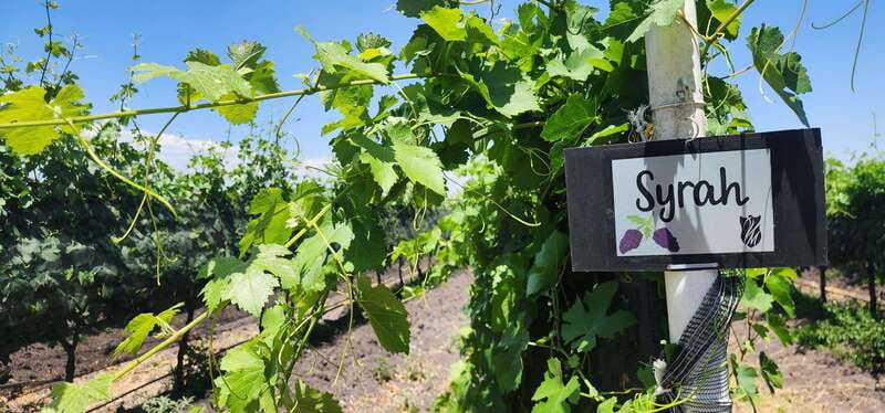 Querétaro: Haciendas, Vineyards, and Magical Towns Day Trip - Peña de Bernal and the monolith below it