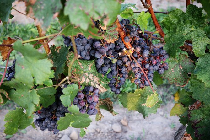 Relaxing Afternoon Wine Tour through Niagara's Wine Country - The drive through Niagara’s wine country