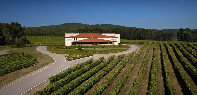 Rías Baixas Albariño Experience: Winery Visit & Cheese - Key points to know before you book