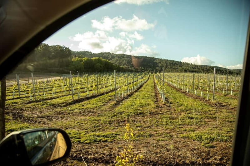 Rías Baixas Albariño Experience: Winery Visit & Cheese - Why the O Rosal Valley makes a good starting point